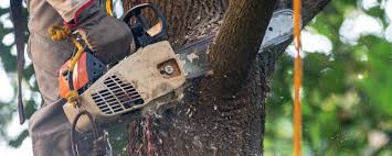 Best Storm Damage Tree Cleanup  in Sebring, FL