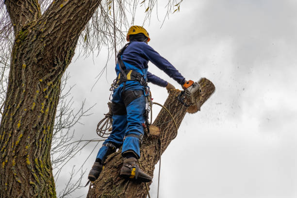 Best Emergency Tree Removal  in Sebring, FL